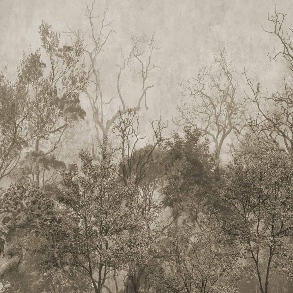 DISA | טפט יער ערפילי - KUALA