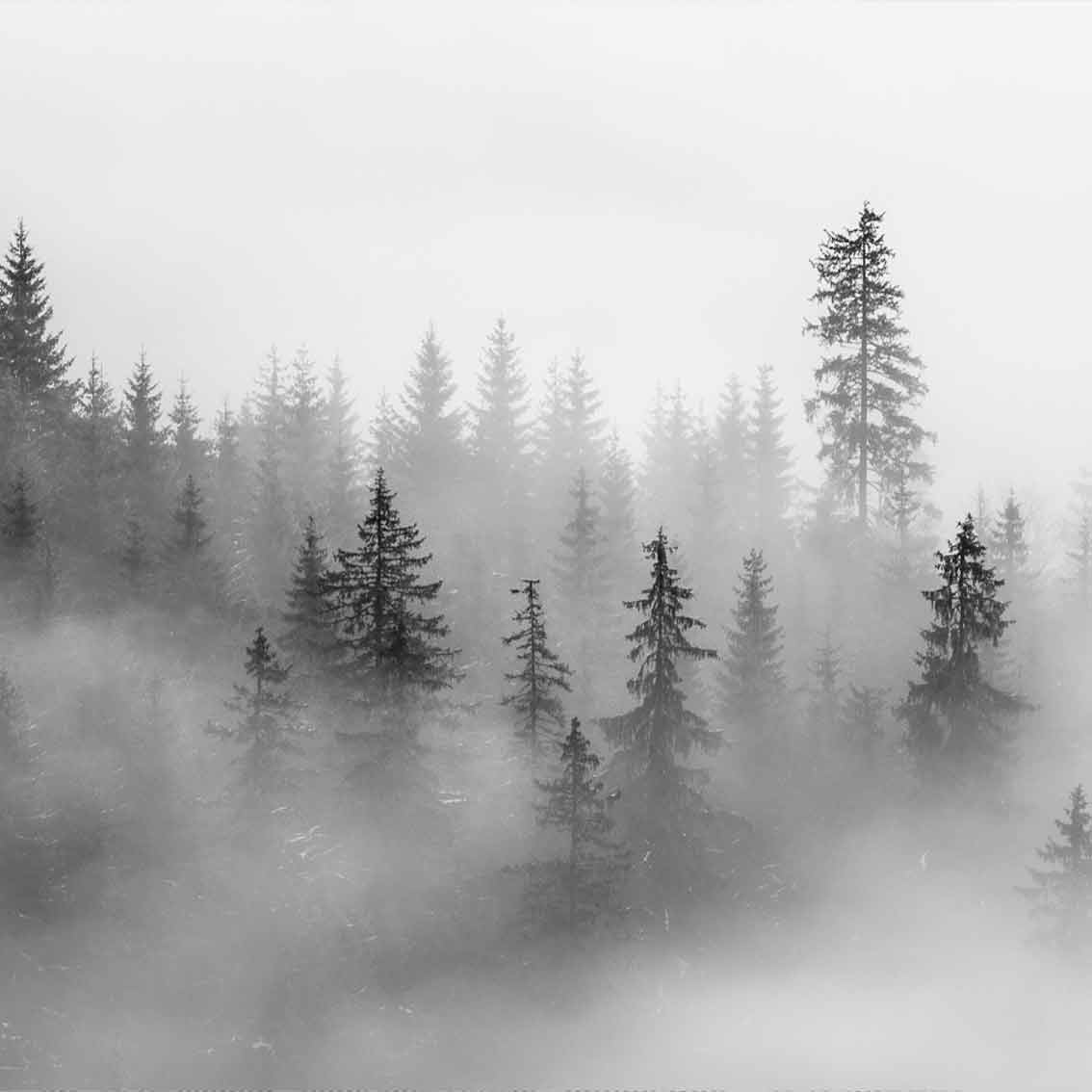 SELU | טפט יער ערפילי